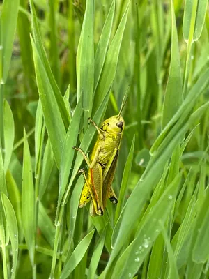Sumpfheuschrecke (Stethophyma grossum) © Greta Gaudig